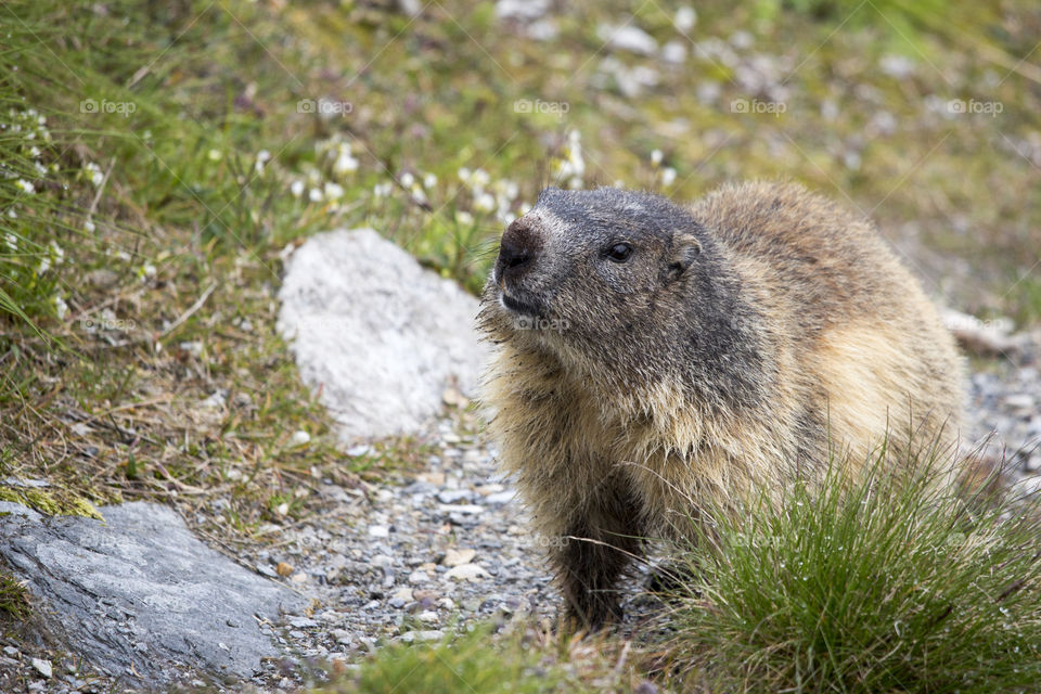 Marmot in the Alps