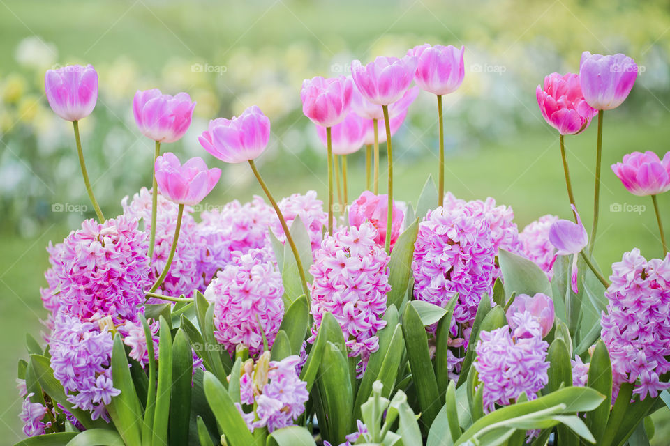 Hyacinths and tulips in a garden