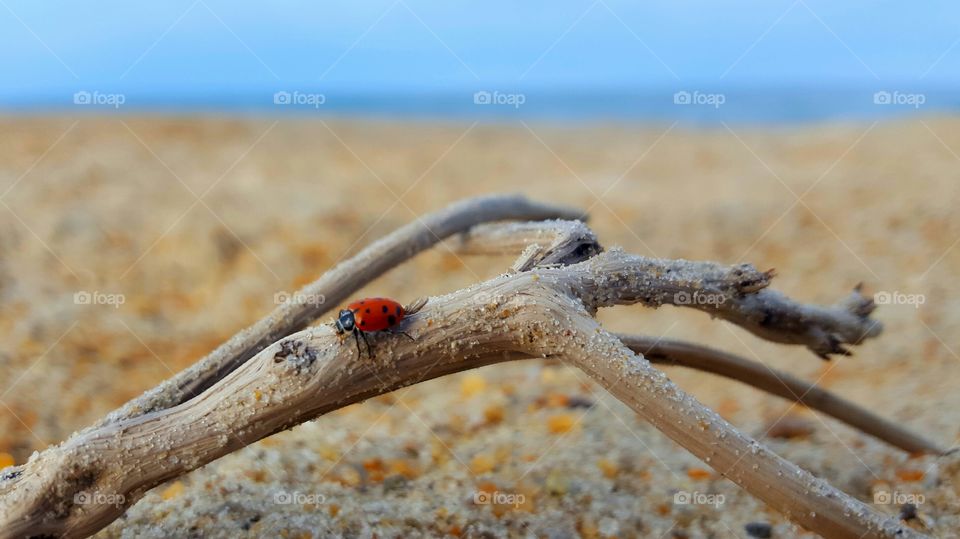 Lady Bug on the beach.