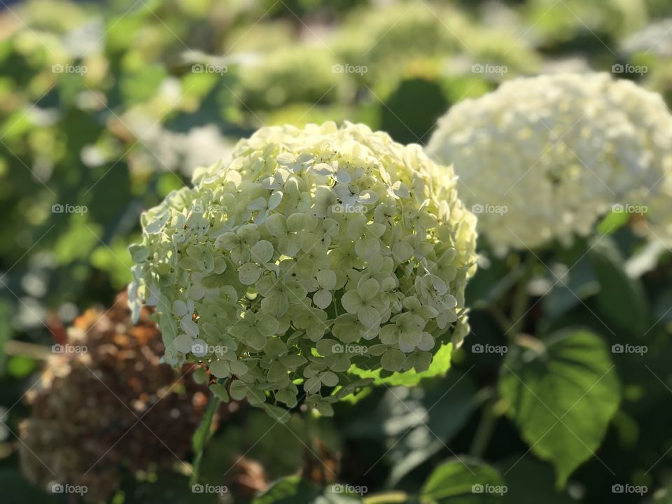 Hydrangeas 