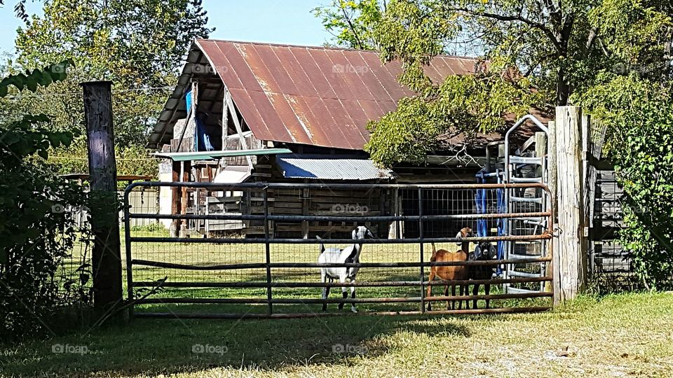 goats at the barn.