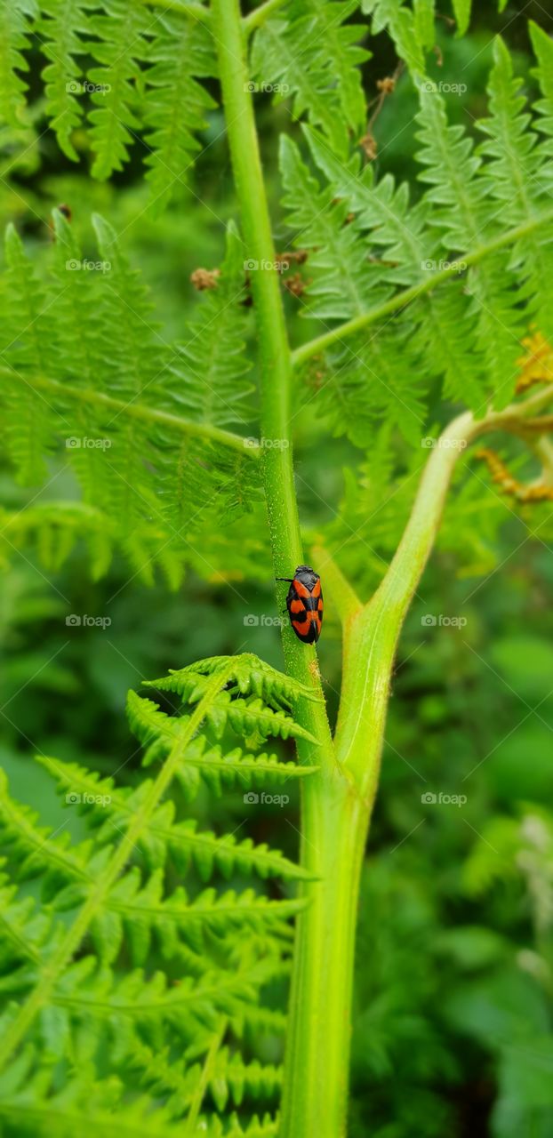 Lady Bug