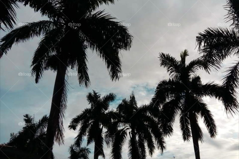 palm trees and skies.