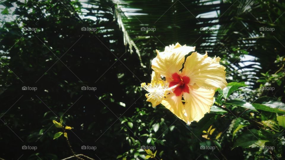 Hibiscus flower blossoming with green leaf background
