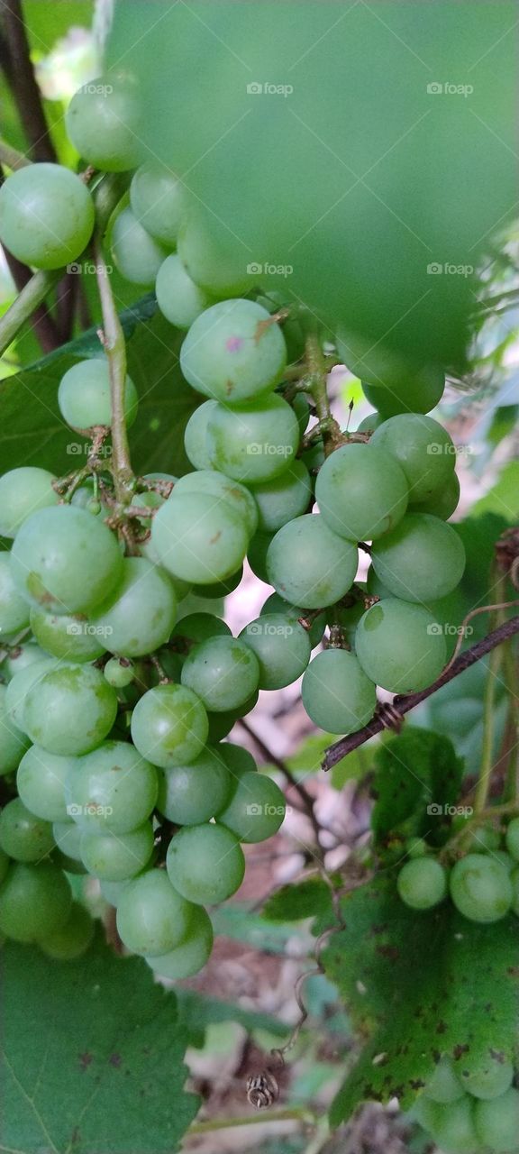 green grape