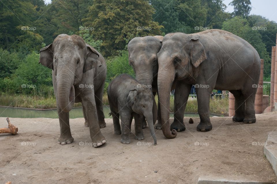 Elephants 