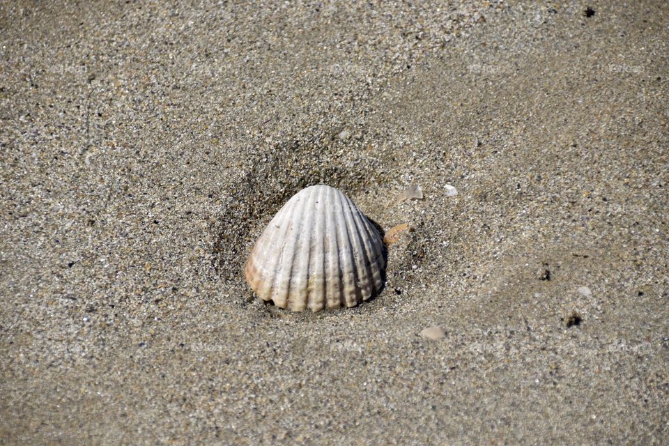 A Shell in Sand in a Beach 