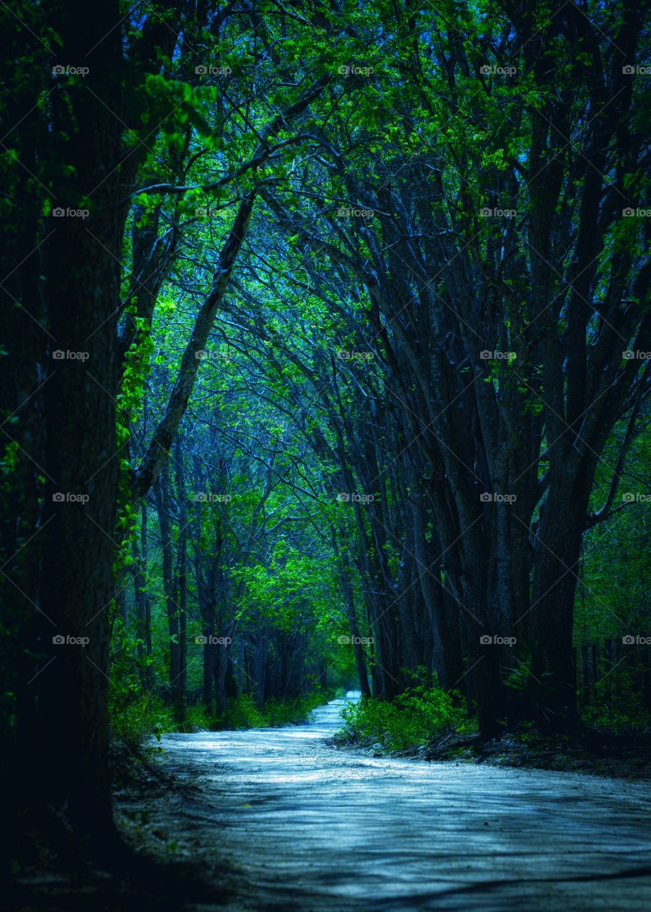 Túnel de árvores sobre a linda estrada que liga a cidade ao Pantanal Sul