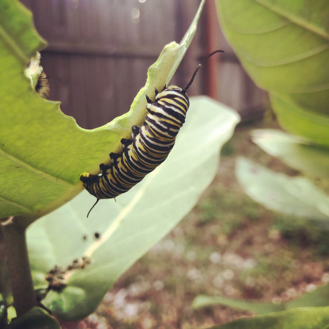 Monarch 