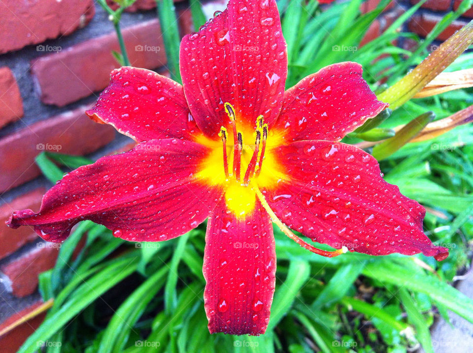 green yellow nature flower by blackpearl079