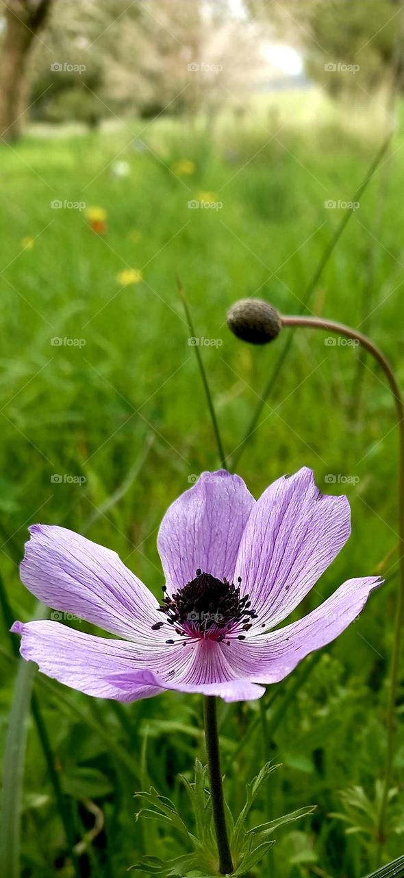 Winter flowers