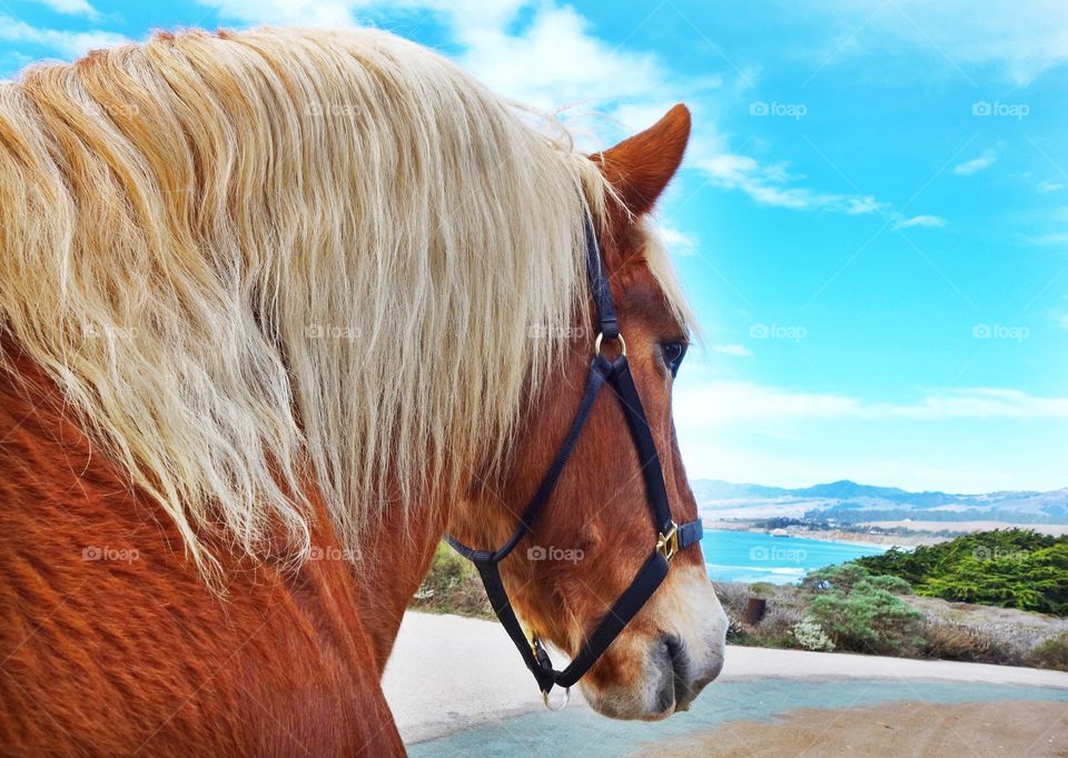 Portrait of brown horse