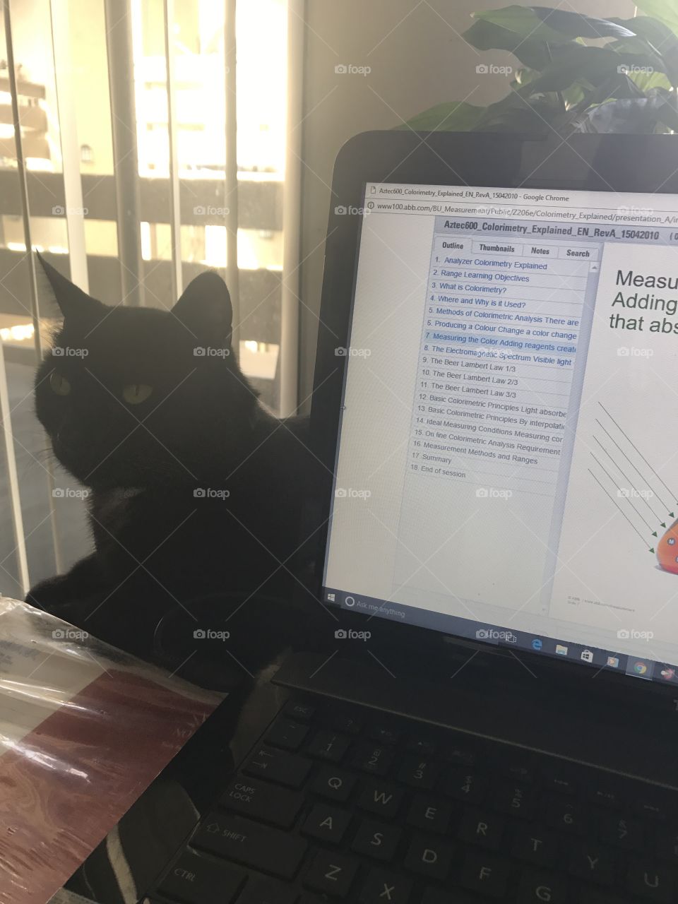 Black cat relaxing behind a work computer at a home office