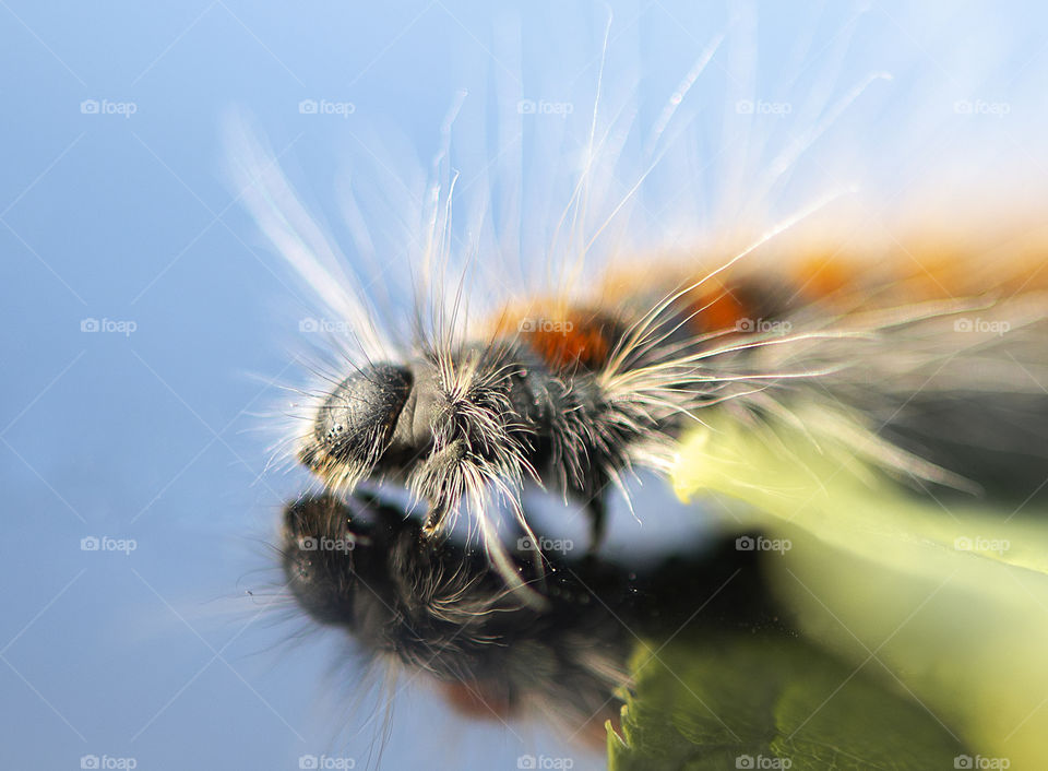 Arctia caja caterpillar