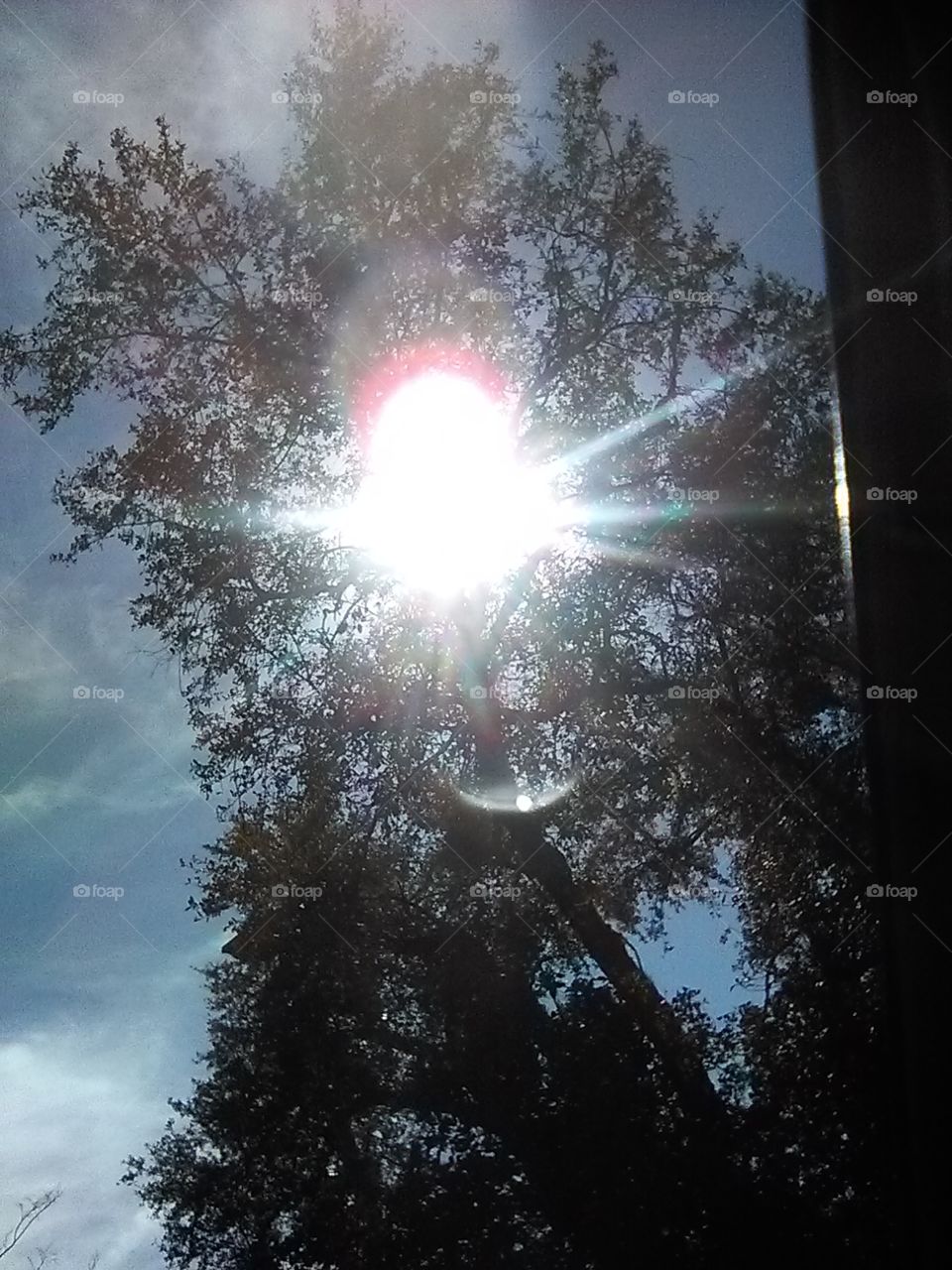 tree sun