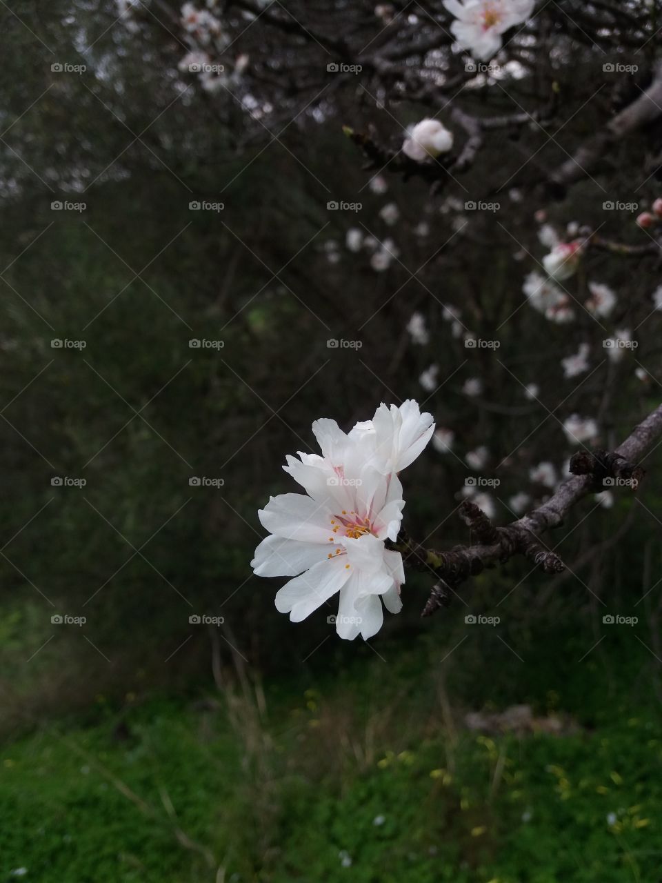 Flowers always make my bay better.