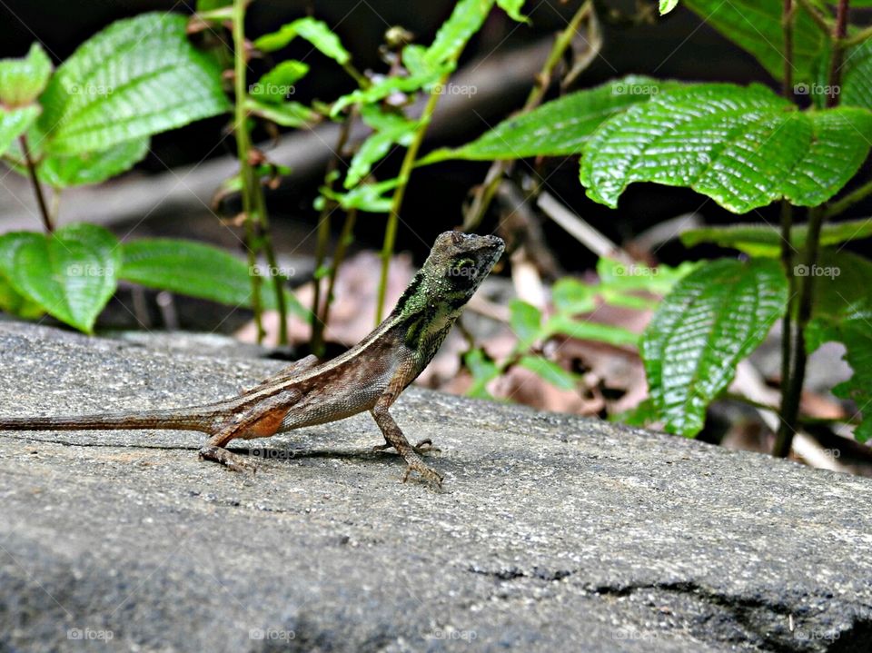 The friend who visited us early in the morning. He has his own ways of greeting # what lizard with beautiful colours # camouflage