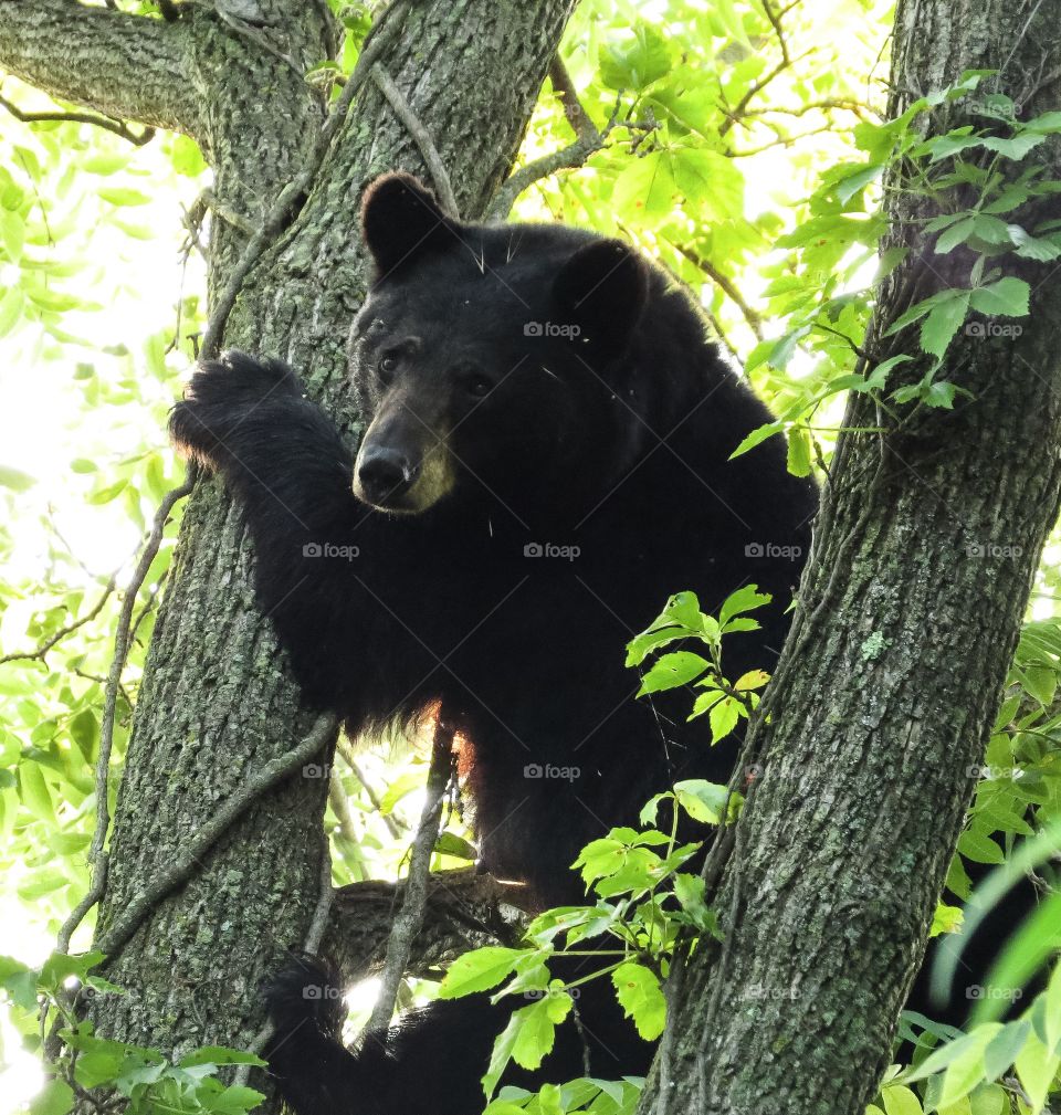 Black Bear in Tree