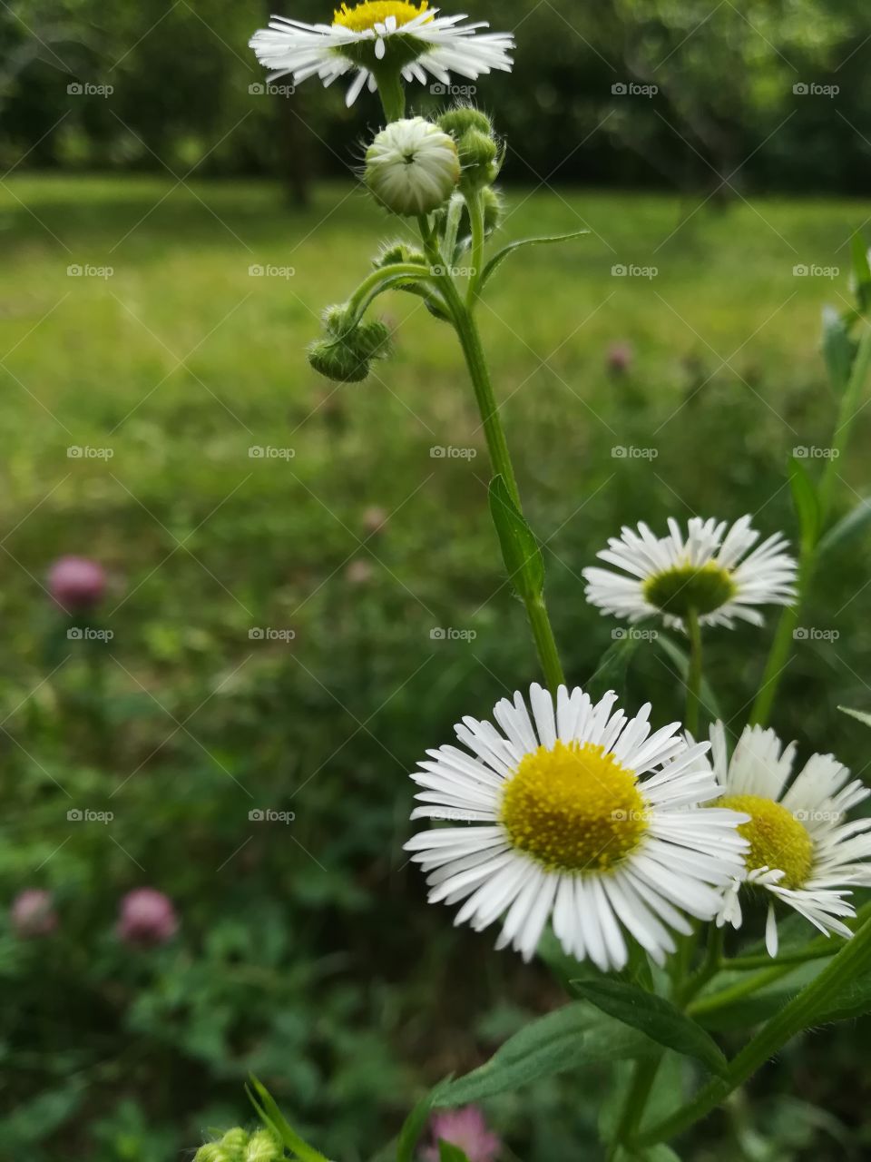 Clover & Camomile