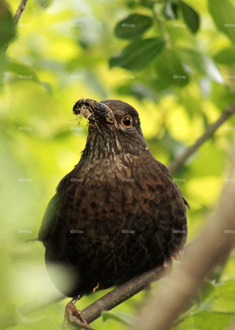 Blackbird somewhere between the branches eats a worm :)