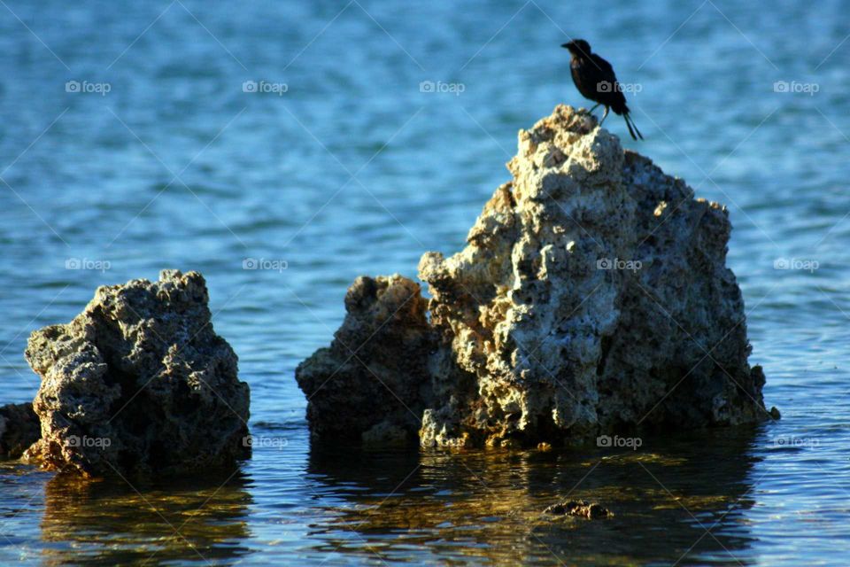 bird on a rock in the ocean