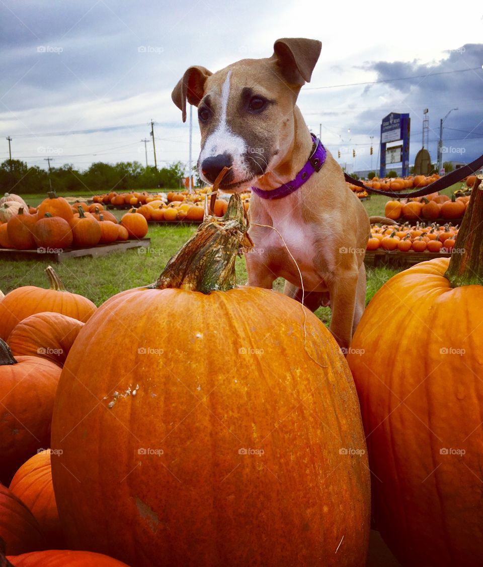 Kilo and the great pumpkin 
