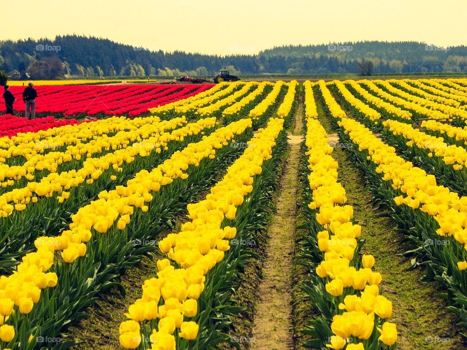 Tulip fields