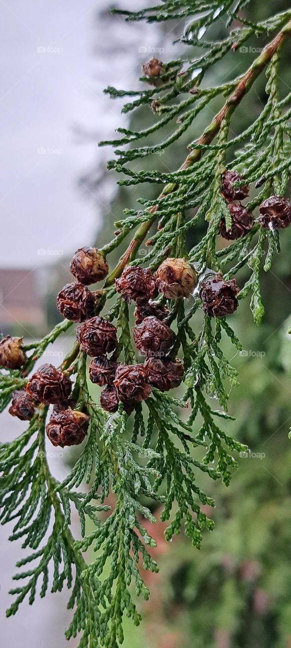 natural colours  of automn