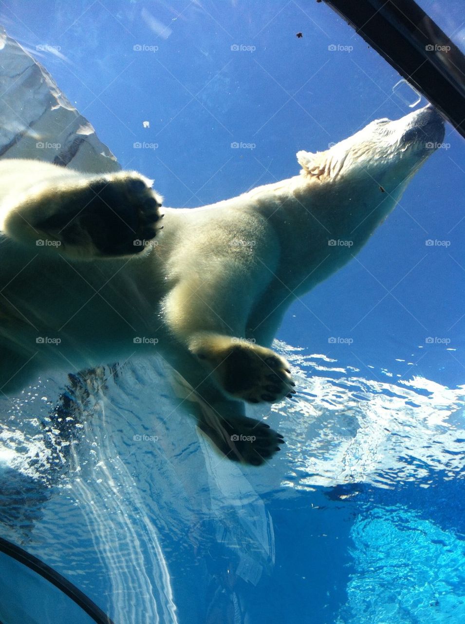 Polar bear at the Detroit zoo