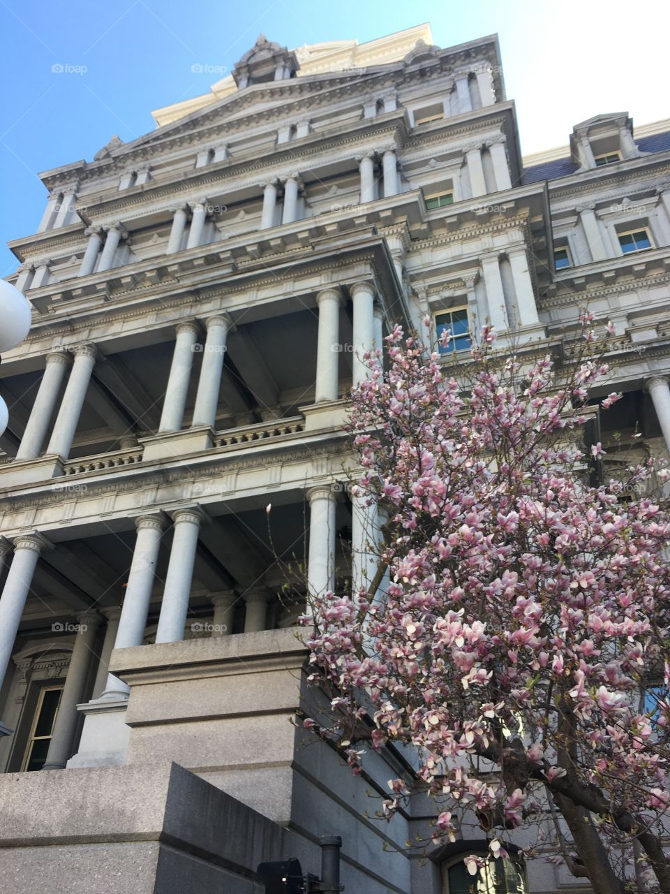 Washington DC Cherry Blossoms. Cherry blossoms blooming outside the Eisenhower Executive Office Building