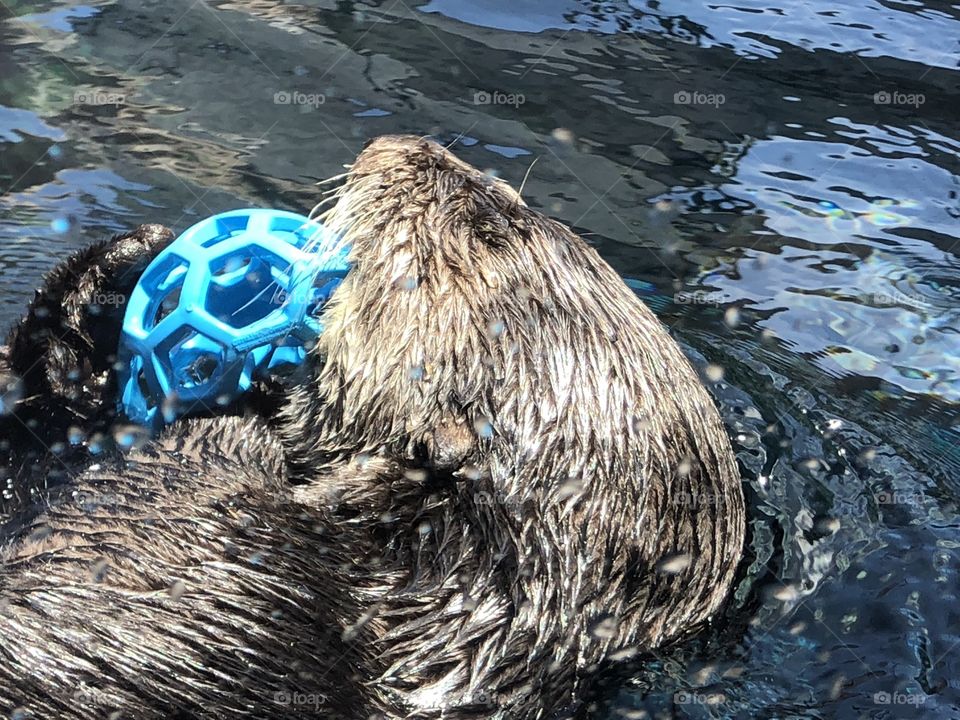 Otter sleeping with toy