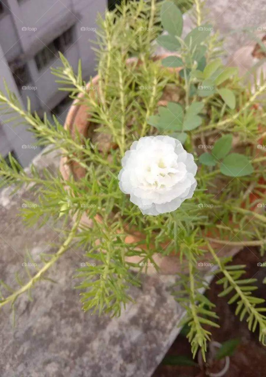 white rose