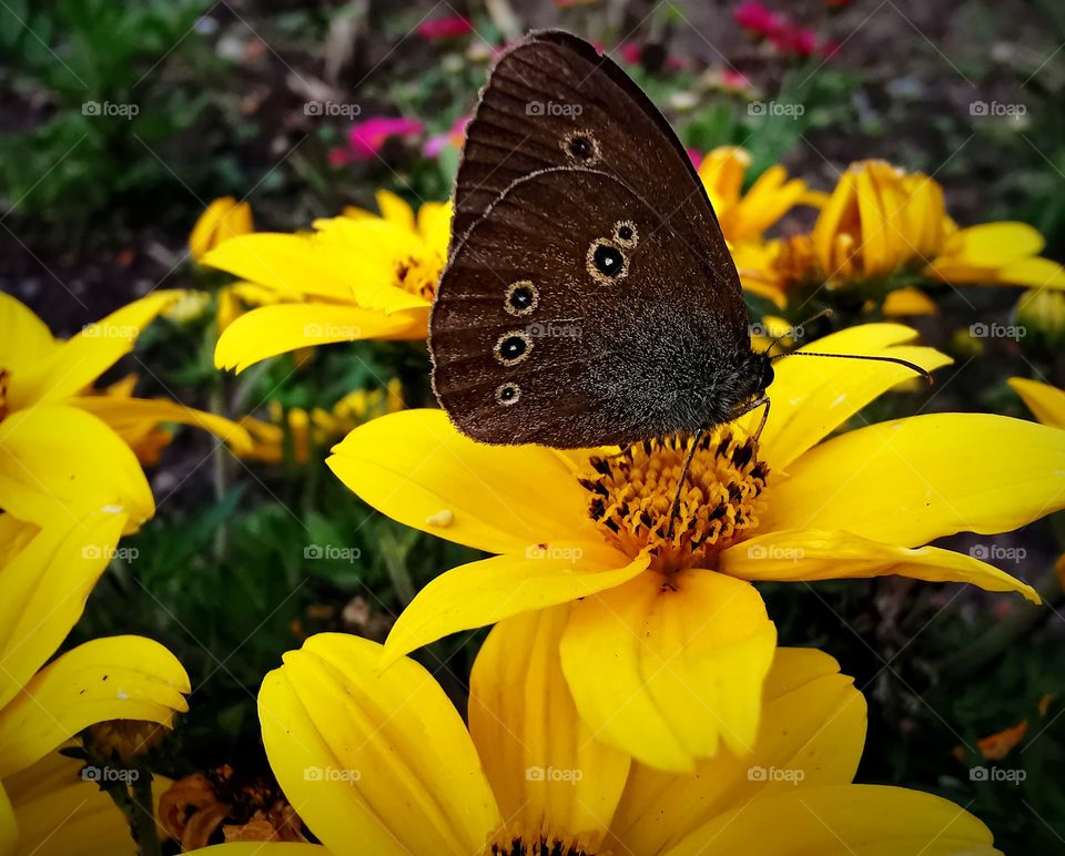 flower and butterfly