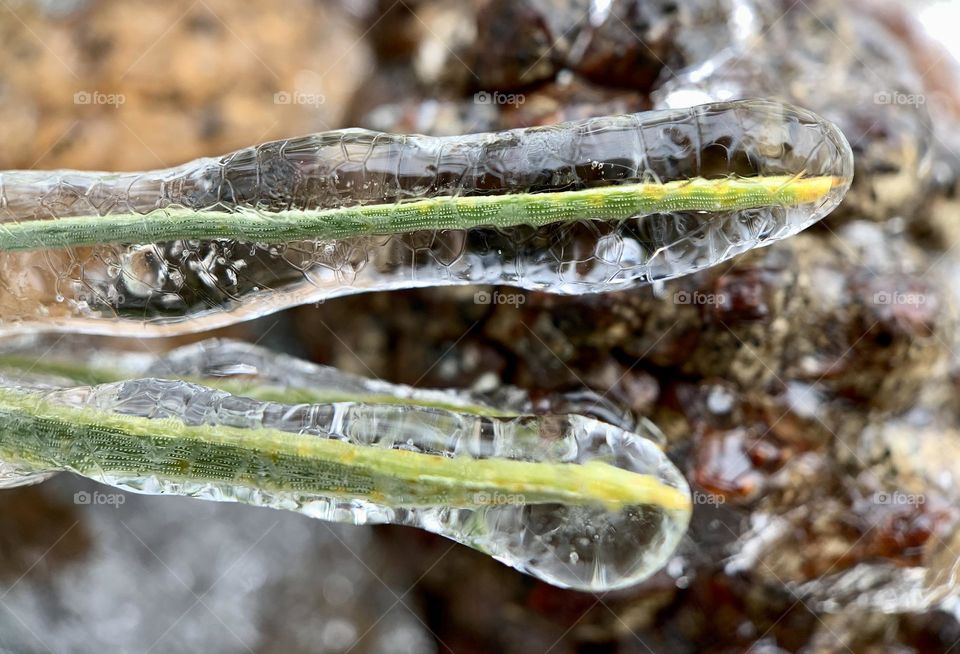 Green long leaves covered by icicles 