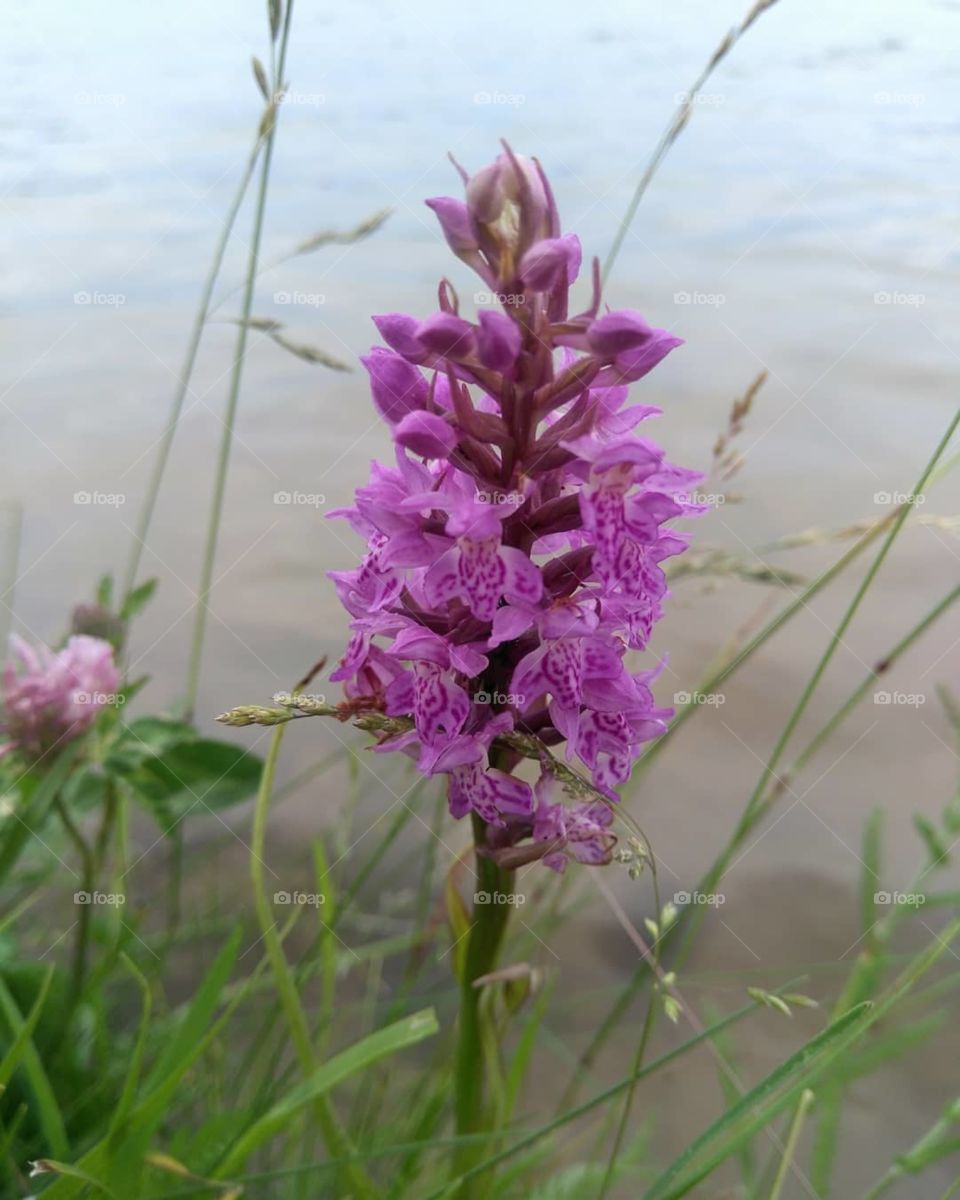 purple wild flowers on a lake shore summer time