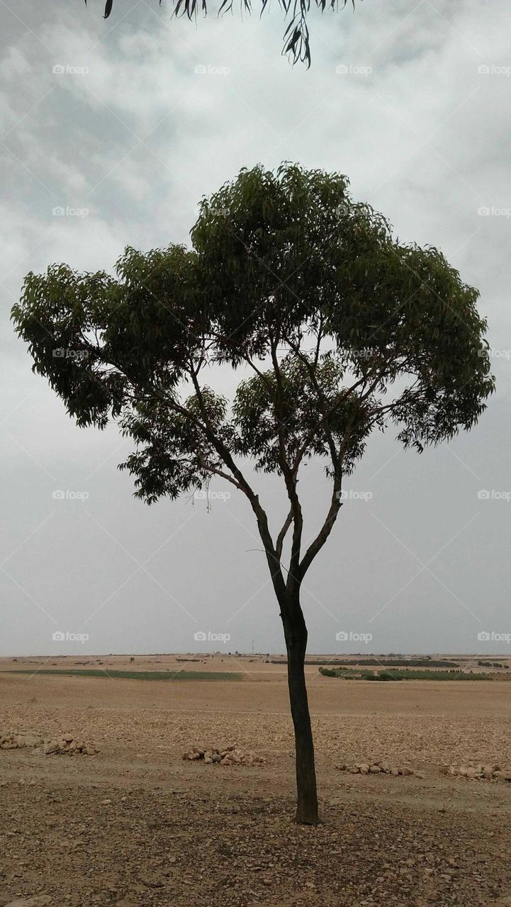 Beautiful lonely tree in deserted place