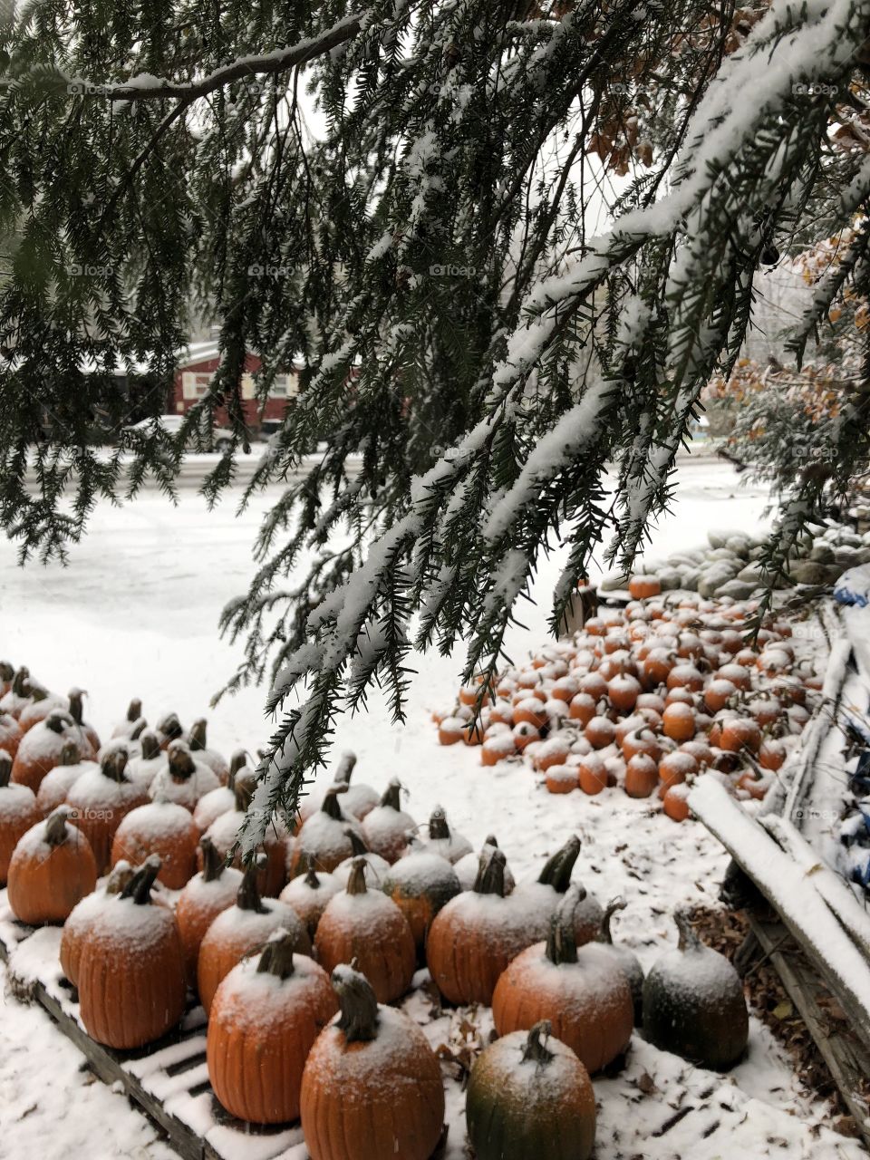 Pumpkins and snow