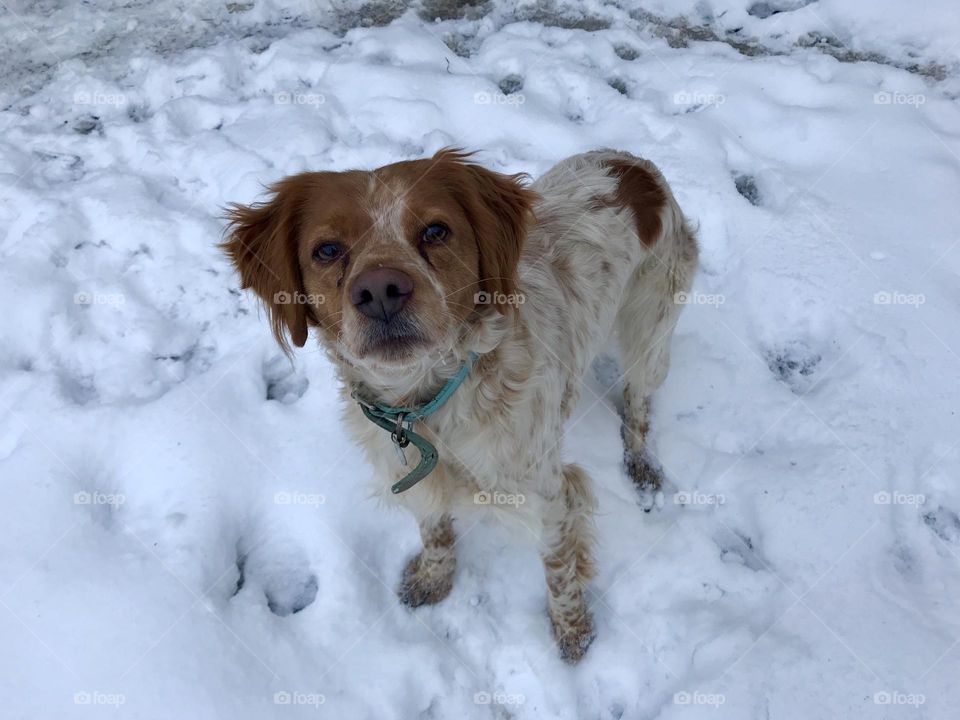 Brittany spaniel dog in the snow.