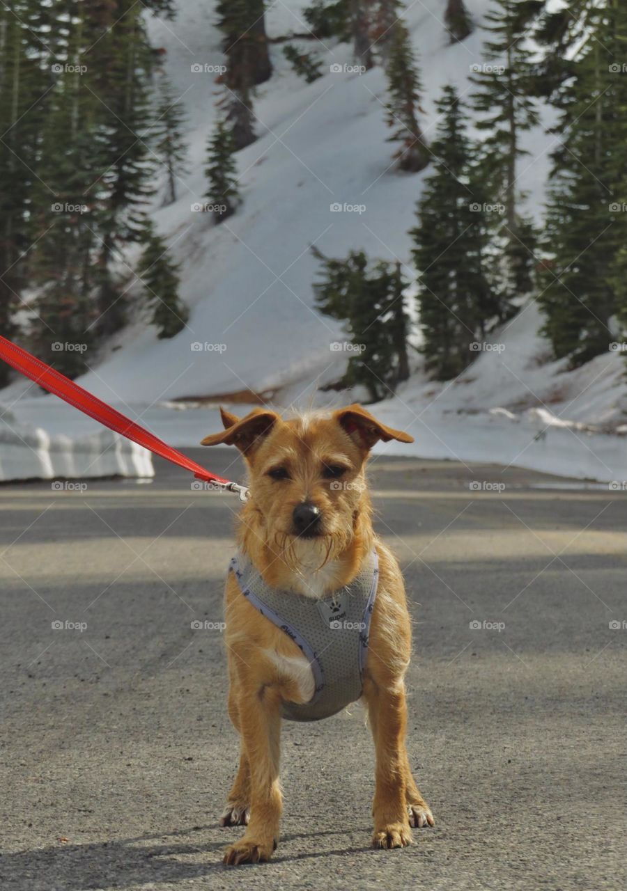 Dog on a Walk on a Snowy Road