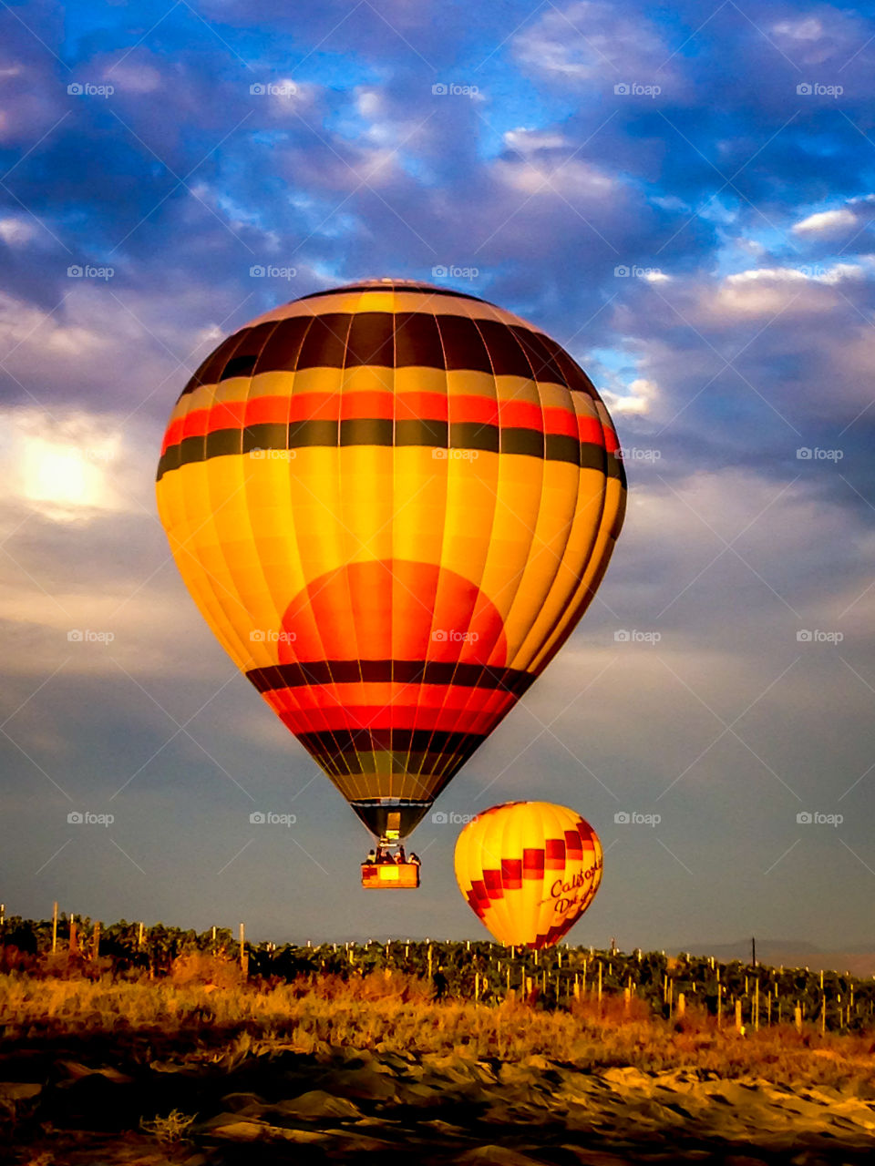 Balloons Flight. Two balloons flying low over the Temecula, CA vineyards. 