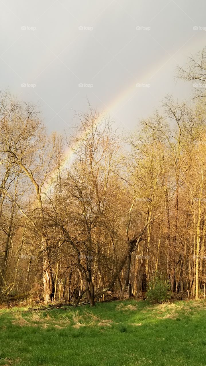 Rainbow over the Trees