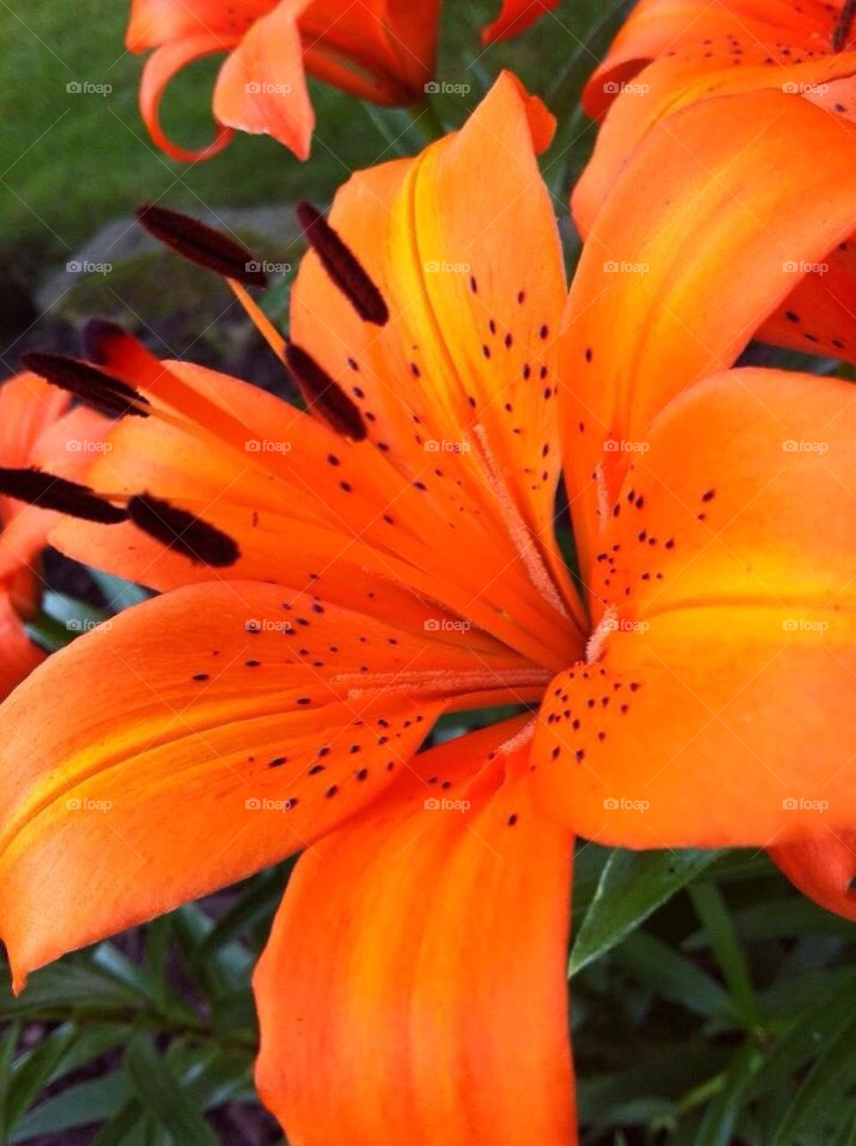 Tiger Lily 