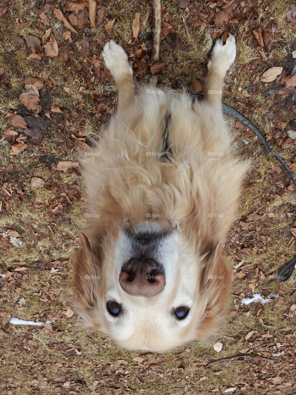 Man's best friend. Our dog Hugo