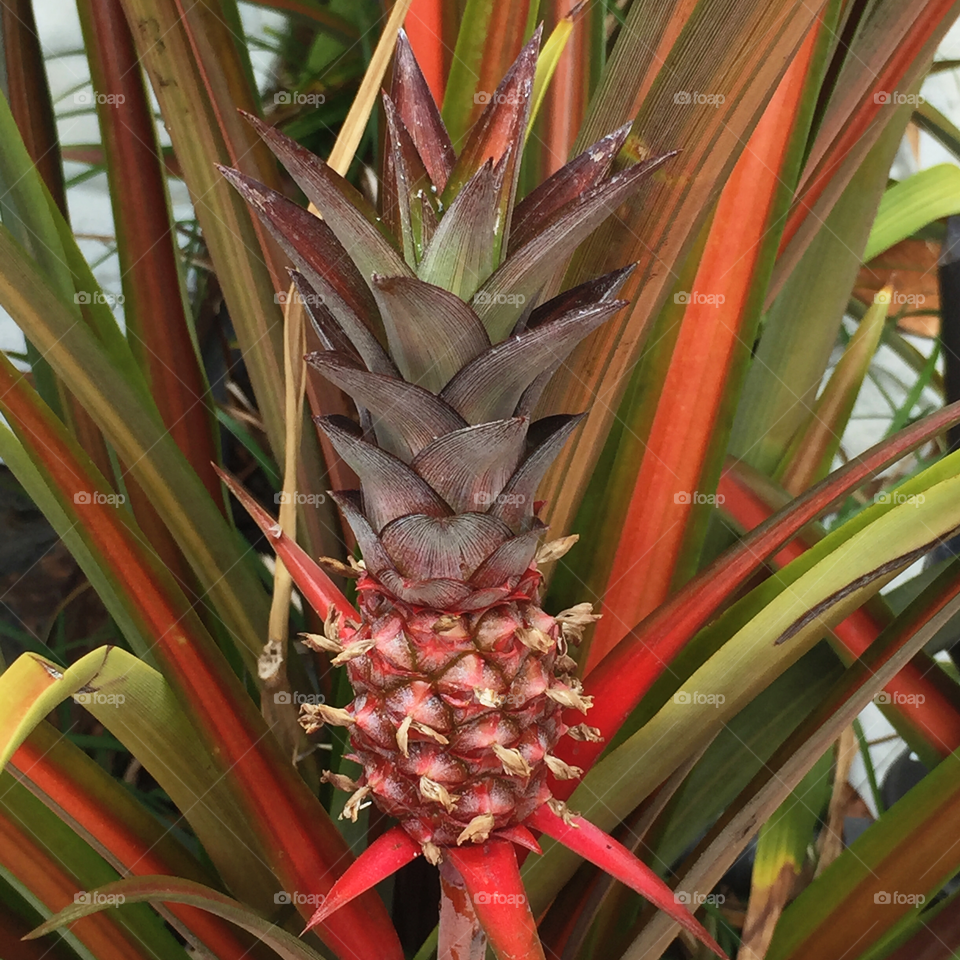 Ornamental pineapple closeup