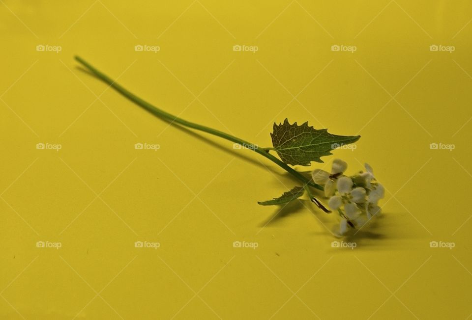 Flower. Flower on a yellow background