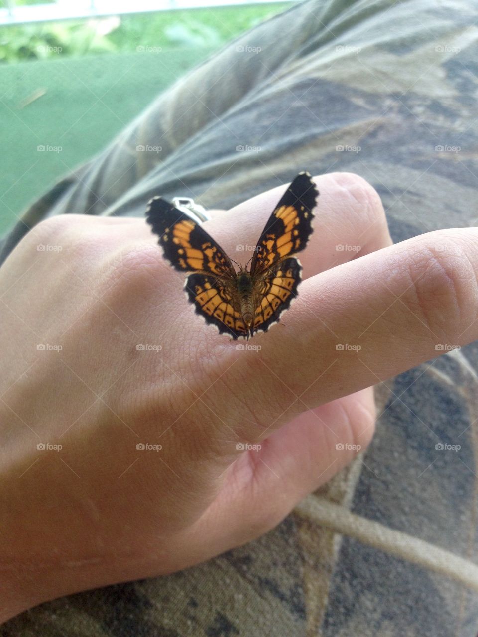 Butterfly 