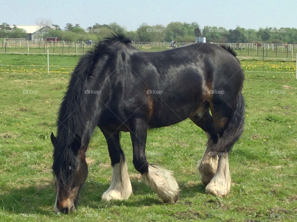 ARDENNERHÄST , ARDENNESHORSE