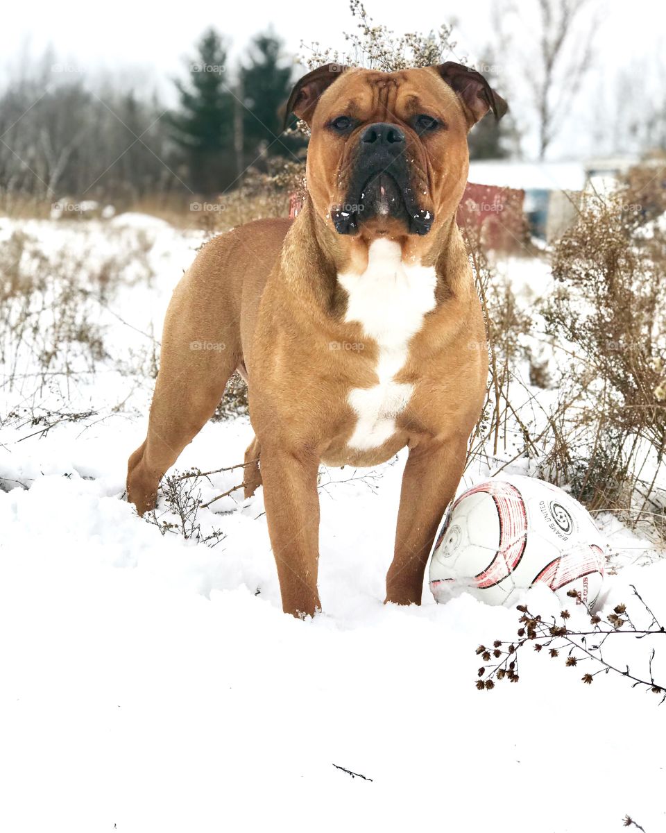 Olde English Bulldog playing with his soccer ball in the snow 