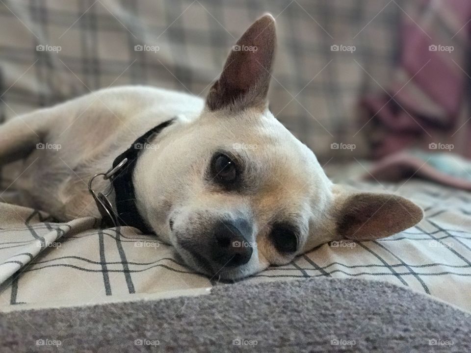 Chihuahua mix. Taken with iPhone 7 Plus on portrait mode 