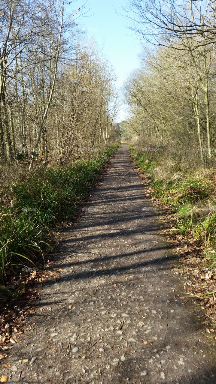 Forest walk